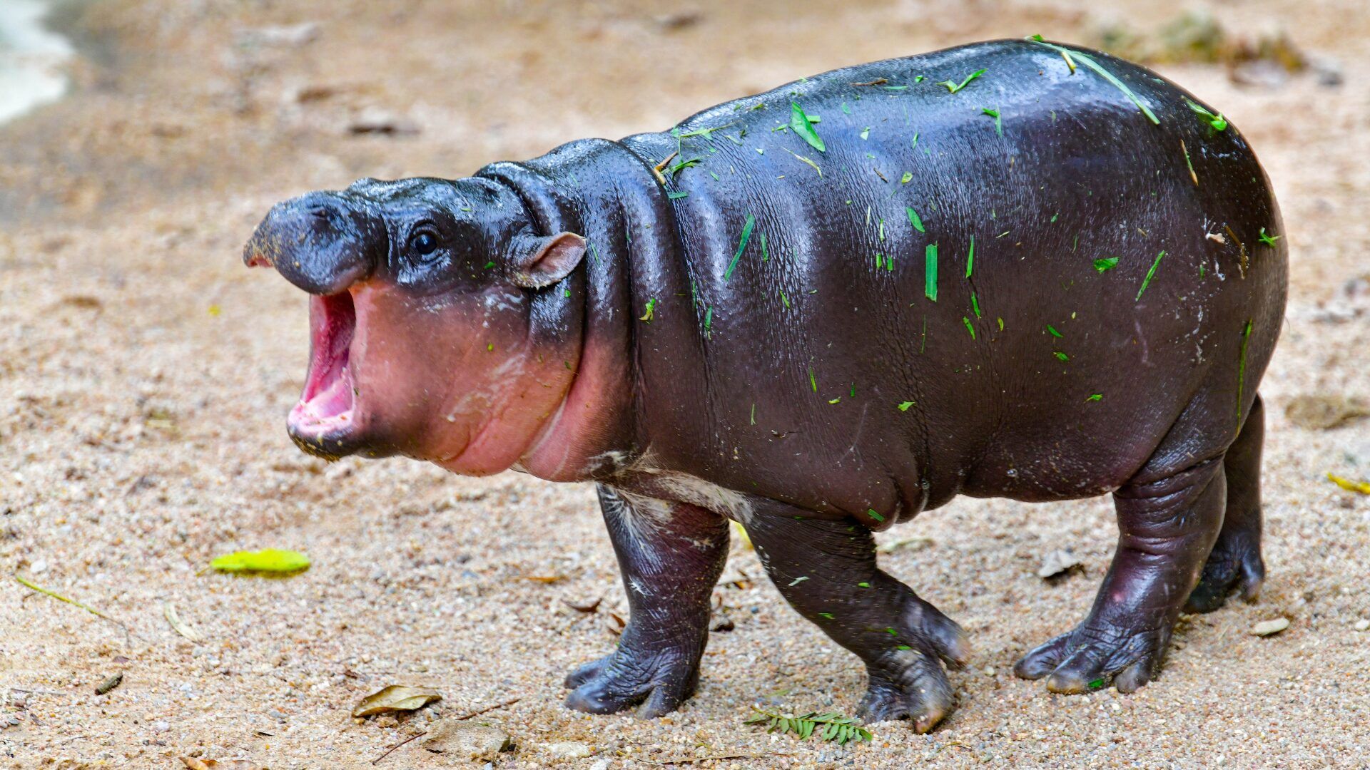 Next President ‘Prediction’ By Moo Deng, Thailand’s Baby Hippo Superstar [WATCH]