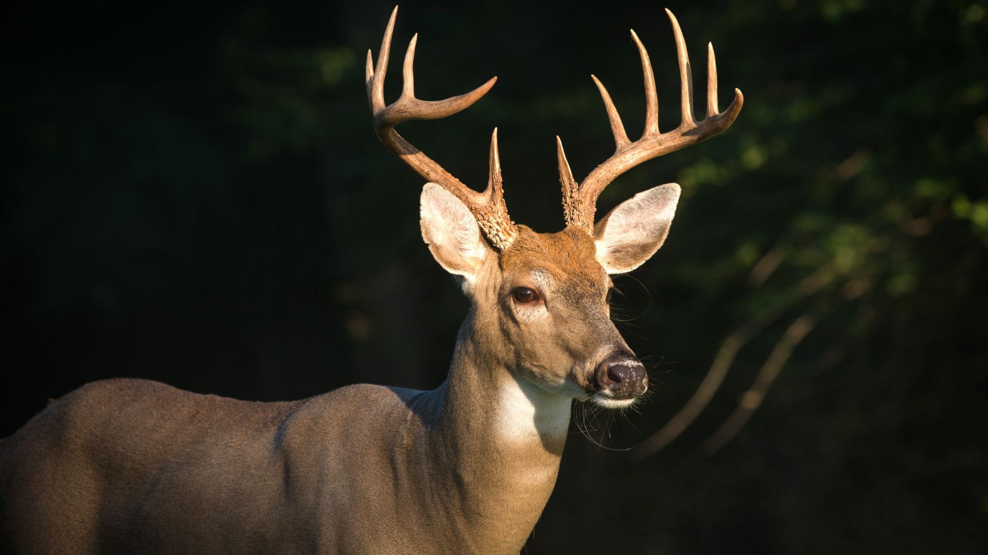 Buck Breaks Into Assisted Living Apartment, Injures 103-Year-Old Woman In Michigan [WATCH]