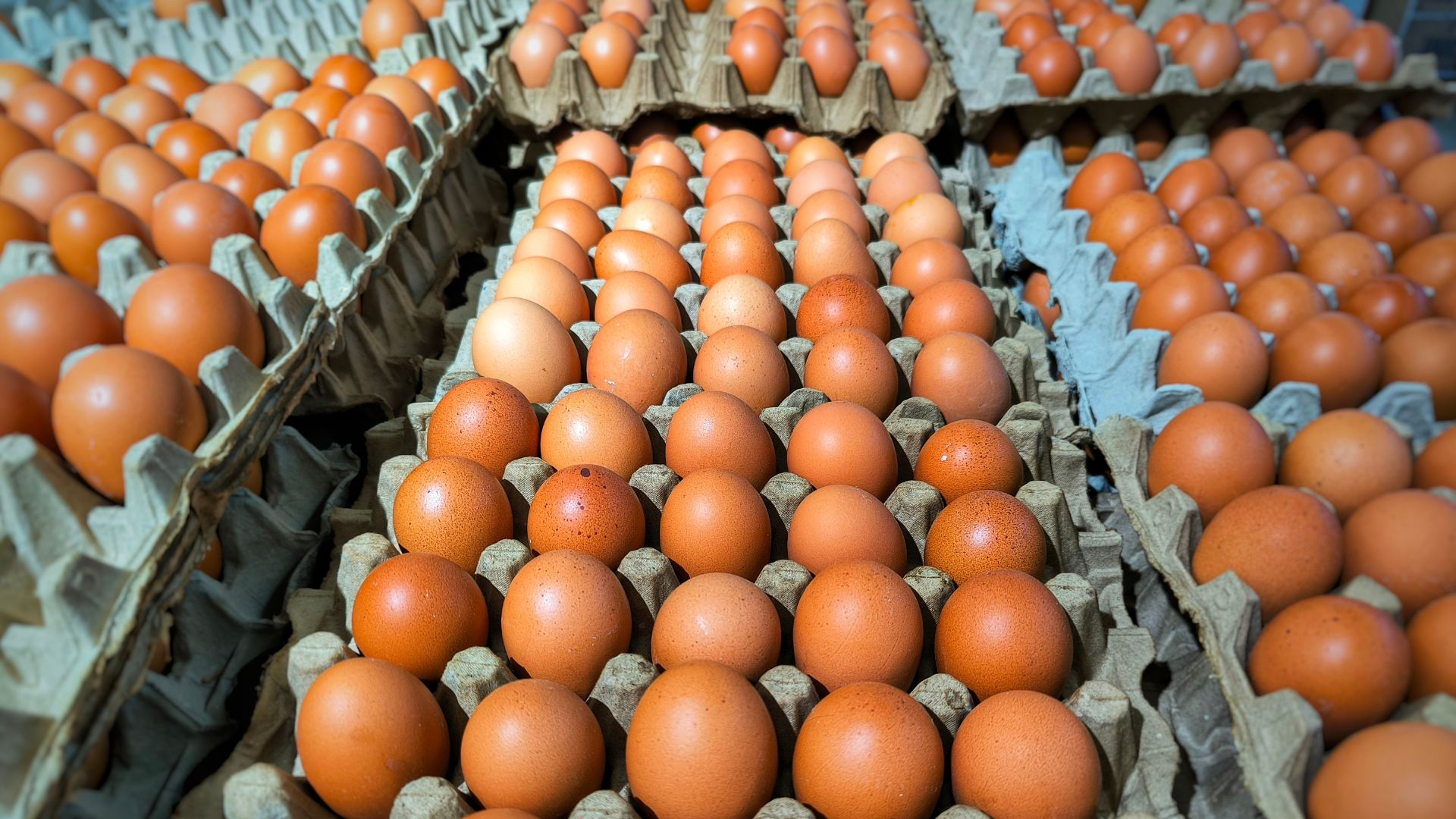 Trump’s Economic Strategy Leads to Massive Egg Price Decline Just in Time for Easter [WATCH]