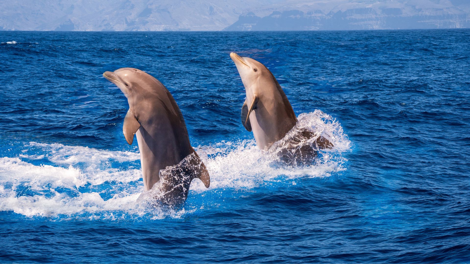 Dolphins Get Involved in SpaceX Rescue [WATCH]